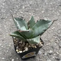 【チタノタ3種セット】黒犀牛　黒鯨　姫厳竜　鉢ごとメルカリ便発送 チタノタ3種セット】黒犀牛 黒鯨 姫厳竜 鉢ごとメルカリ便発送