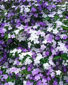 ディグ様 リクエスト 2点 まとめ商品