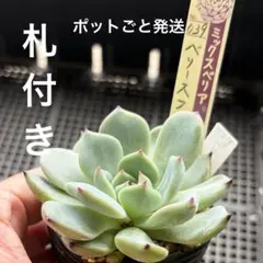 多肉植物 ミックスベリア プリンセスティアラ札付きポットごと発送