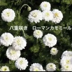 めるも様 リクエスト 2点 まとめ商品