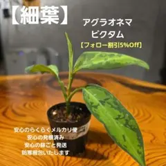 2025年最新】レア植物アグラオネマの人気アイテム - メルカリ