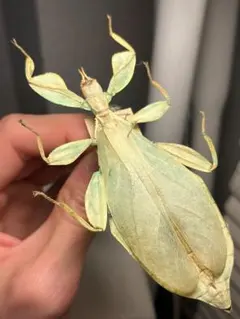 2026年最新】標本 ナナフシの人気アイテム - メルカリ