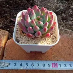 そらじろう様 リクエスト 2点 まとめ商品