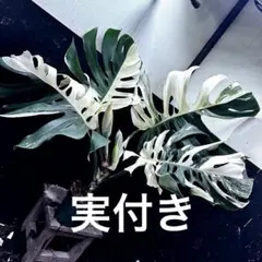 斑入りモンステラ ホワイトタイガーフルムーン極美大株55cm白斑多