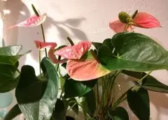 2025年最新】アンスリウム 苗の人気アイテム - メルカリ