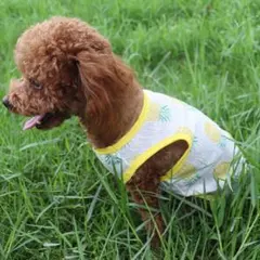 ❤️美品❤️2枚セット❤️犬用服XS Tシャツ夏物ノースリーブメッシュ服小中型犬