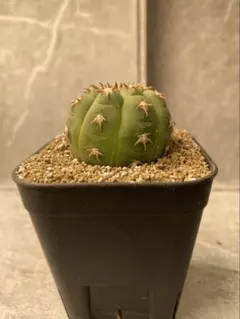 2026年最新】王冠竜の人気アイテム - メルカリ