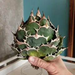 【SUMMER セール】アガベ　チタノタ　白鯨　ボールタイプ　横幅13㎝ SUMMER セール】アガベ チタノタ 白鯨 ボールタイプ 横幅13㎝ アガベ