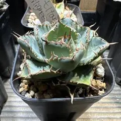 2026年最新】アガベ フィリグリーの人気アイテム - メルカリ