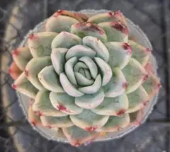 汐ママ様 リクエスト 4点 まとめ商品　商品説明欄を必ず最後までご一読下さい。