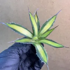 2026年最新】アガベ ホリダ 陽炎の人気アイテム - メルカリ