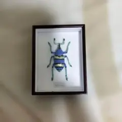 2026年最新】ホウセキゾウムシ 標本の人気アイテム - メルカリ