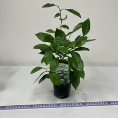 ラスト1点 果物 カラマンシー 新鮮 四季柑 チャイナリトルレモン