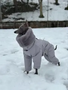 2026年最新】イタグレスノースーツの人気アイテム - メルカリ