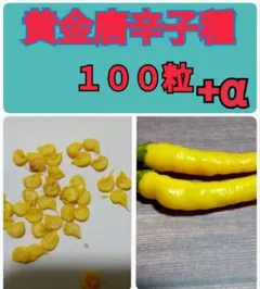 辛い唐辛子種　黄金唐辛子種　１００粒+α
