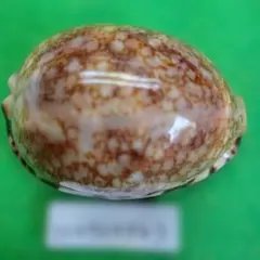 2026年最新】ナンヨウダカラの人気アイテム - メルカリ