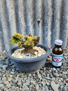 岩松 イワヒバ・ シノブ 苔盆栽 陶器鉢付 - メルカリ