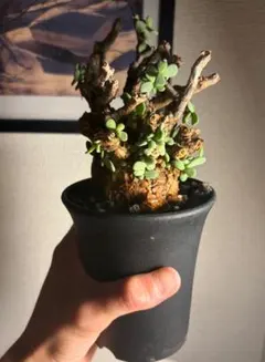 Nanana…☆さん専用恵比寿笑い 2 ブレビカウレ パキポディウム 現地球