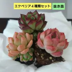 2026年最新】多肉植物モンブランの人気アイテム - メルカリ