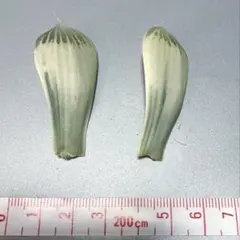 2026年最新】白蛇伝 ハオルチアの人気アイテム - メルカリ