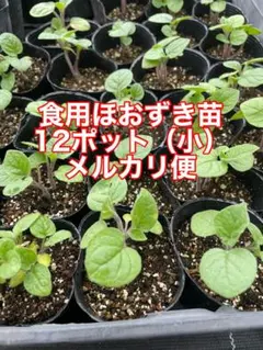 超お得　ゴールデンべリー　苗　12ポット（小）　メルカリ便のサムネイル