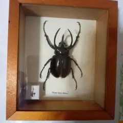 5 Horn Rhinoceros Beetle 標本 マレーシア産 カブトムシ - メルカリ