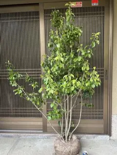 希少。山採りソヨゴ 雌株2.1M(鉢底から) - メルカリ