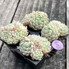 SALE❗️673多肉植物　エケベリア　ラノリンボール　抜き苗　4苗セット❣️