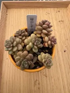 桜のしずく　抜き苗