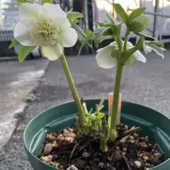 2026年最新】ウィンターシンフォニー クリスマスローズの人気アイテム