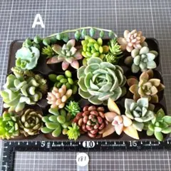 あすー♤♤様専用 (181)寄せ植えセット　2セット