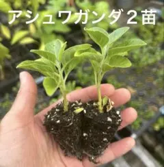 アシュワガンダ　２苗のサムネイル