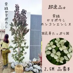 希少。美斑紋山採りマルバノキ2.3M(鉢底から) - メルカリ