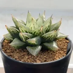 さざなみ様 リクエスト 2点 まとめ商品