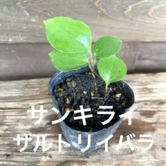 山野草 サンキライの苗④サルトリイバラのサムネイル