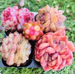 SALE！多肉植物　4苗4種セット　両頭苗 おまけ　レッドベリー錦大粒1苗