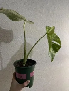 2026年最新】モンステラ 植物の人気アイテム - メルカリ