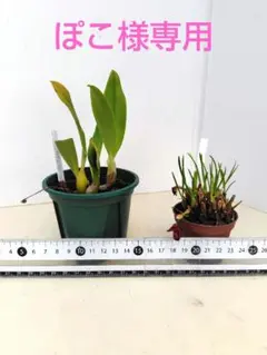 来季用 花苗□ラナンキュラス ラックス□ジュピター キメラ□4号ロング