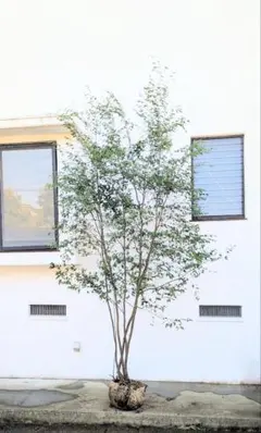 超絶品。美斑紋 山採りアオダモ大株立ち3.0M(鉢底から) - メルカリ