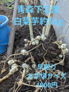 2025年最新】種芋の人気アイテム - メルカリ