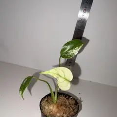 モンステラ　デリシオーサ　ホワイトモンスターのサムネイル