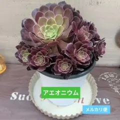 ③ 多肉植物 アエオニウム アドニス サンデルシー 大苗 抜き苗 根付き