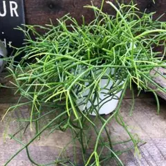 2026年最新】ripsalisの人気アイテム - メルカリ