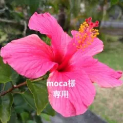 シーグラスアート、シーグラス、レアカラーシーグラス　紫陽花 シーグラスアート、シーグラス、レアカラーシーグラス 紫陽花