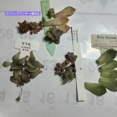 レア多肉セット⑥のサムネイル