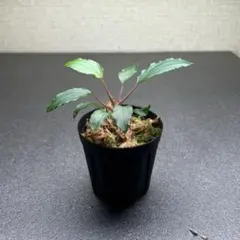 King Bob様 リクエスト 2点 まとめ商品