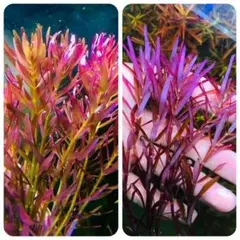 メルカリ便 xyris sp red 水中葉1株 水草 ADA 水槽 - メルカリ