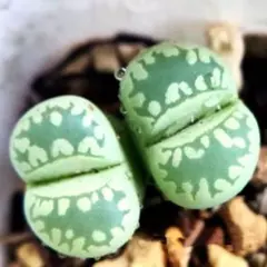 ぺんぺん様 リクエスト 8点 まとめ商品