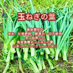 100)きたもみじ2000 - メルカリ