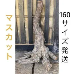 妙に威厳のある木材／マスカット　朽木丸太2026③　160サイズ発送のサムネイル
